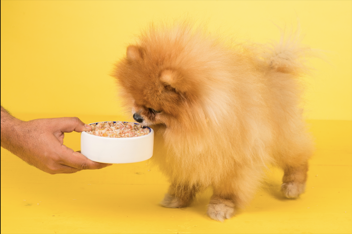 DogSpot Meals Pomeranian